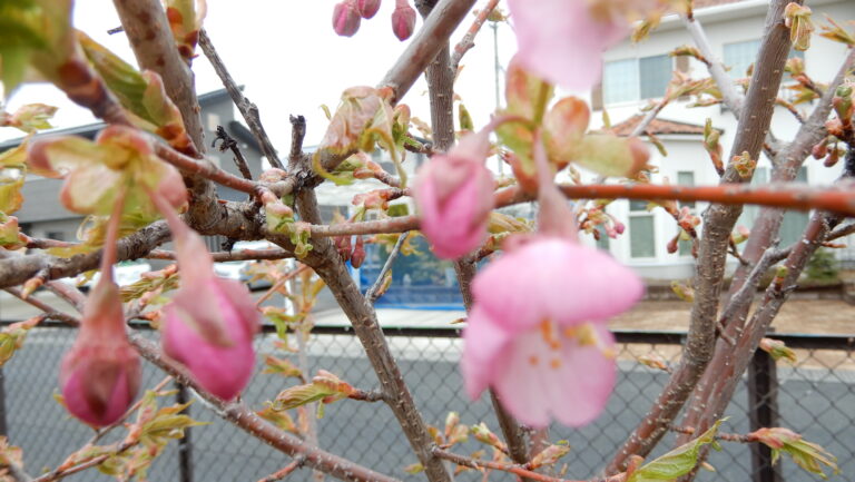 桜がさいた！