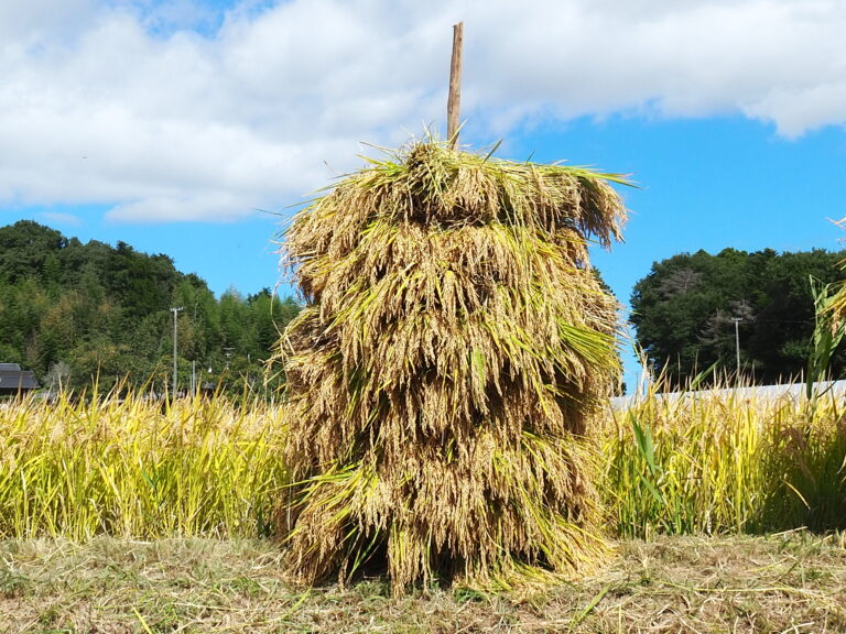2026 稲刈り 続編