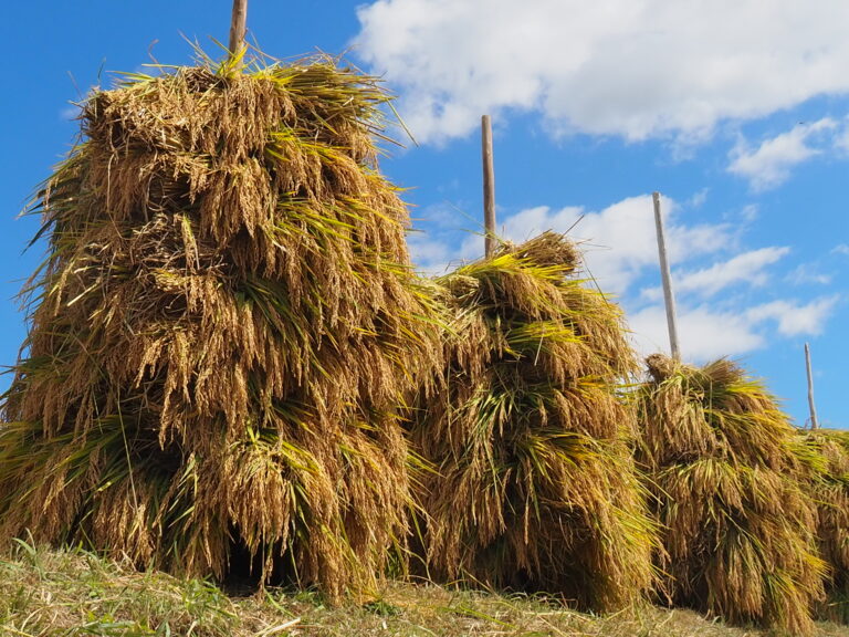2026 稲刈り