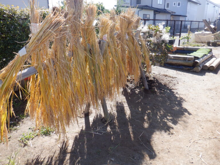 稲刈り活動　続編②